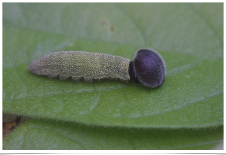 Cloudywing on legume
Bibb County, Alabama